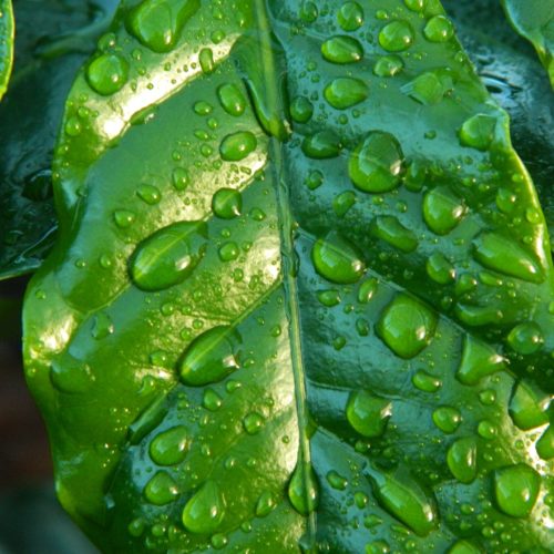 Humidification